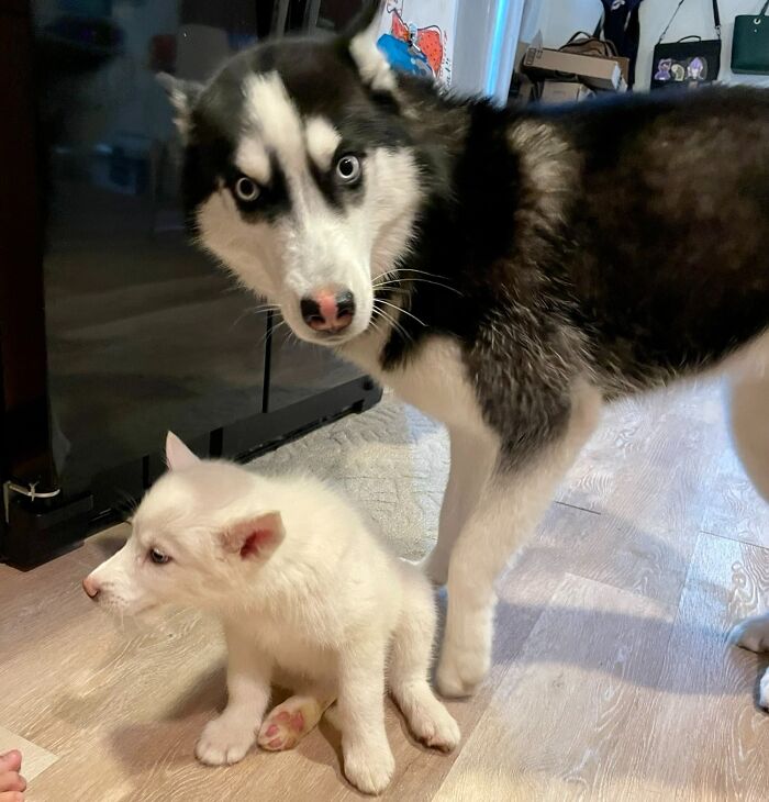 We Got Our Husky A Husky And I Think We Blew Her Mind