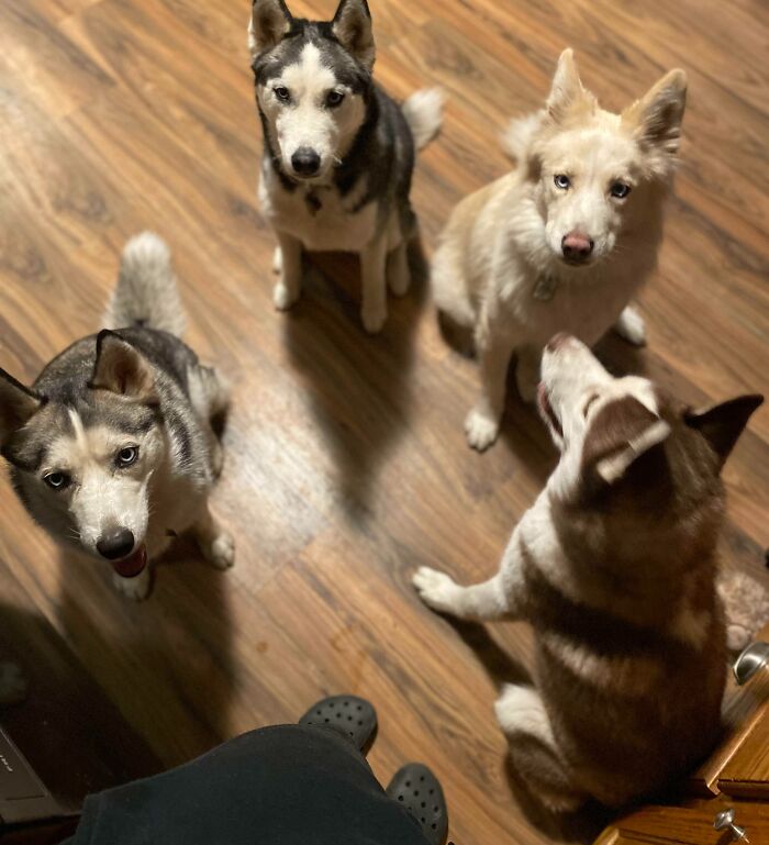 My Girlfriend Has 3 Huskies I Have 1... We Moved In Together Now We Have 4