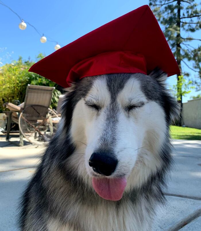 Finally Graduated From Her Online Obedience Class... She Failed But She Doesn’t Know That