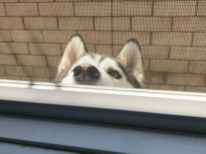 I Was Pooping And A Peeper Appears