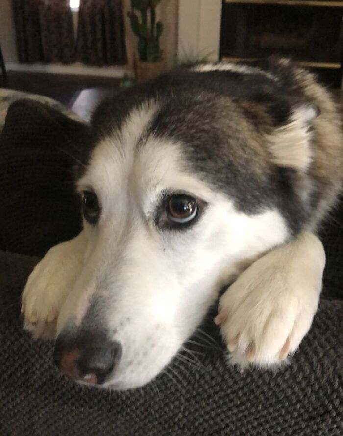 My Sweet Baby Gal Politely Asking For Some Eggs And Potatoes This Morning, How Can You Say No To That Face?!