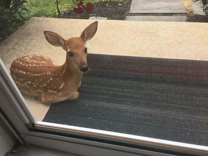 A Mama Deer In Our Neighborhood Regularly Leaves Her Fawns On Our Front Porch For Babysitting While She’s Busy
