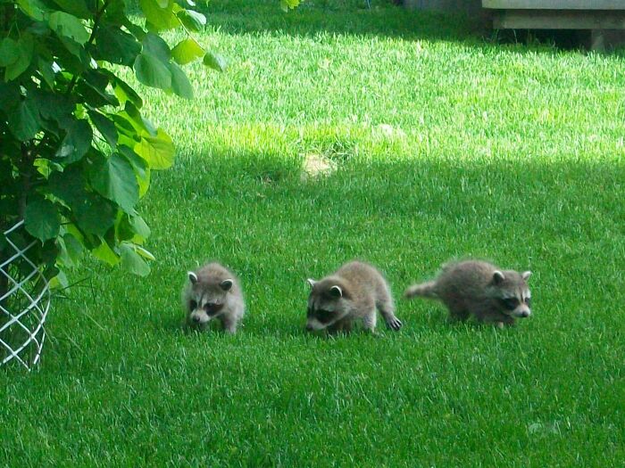 Three Babies Exploring In My Backyard