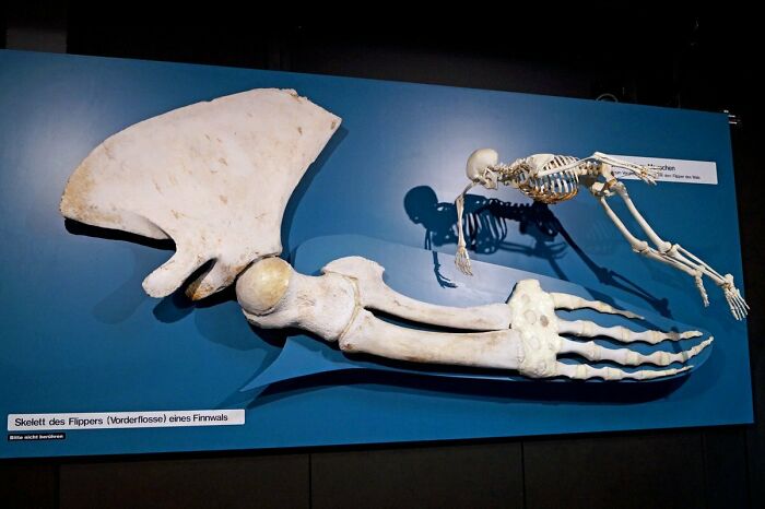 A Whale Hand Next To The Entire Skeleton Of A Human