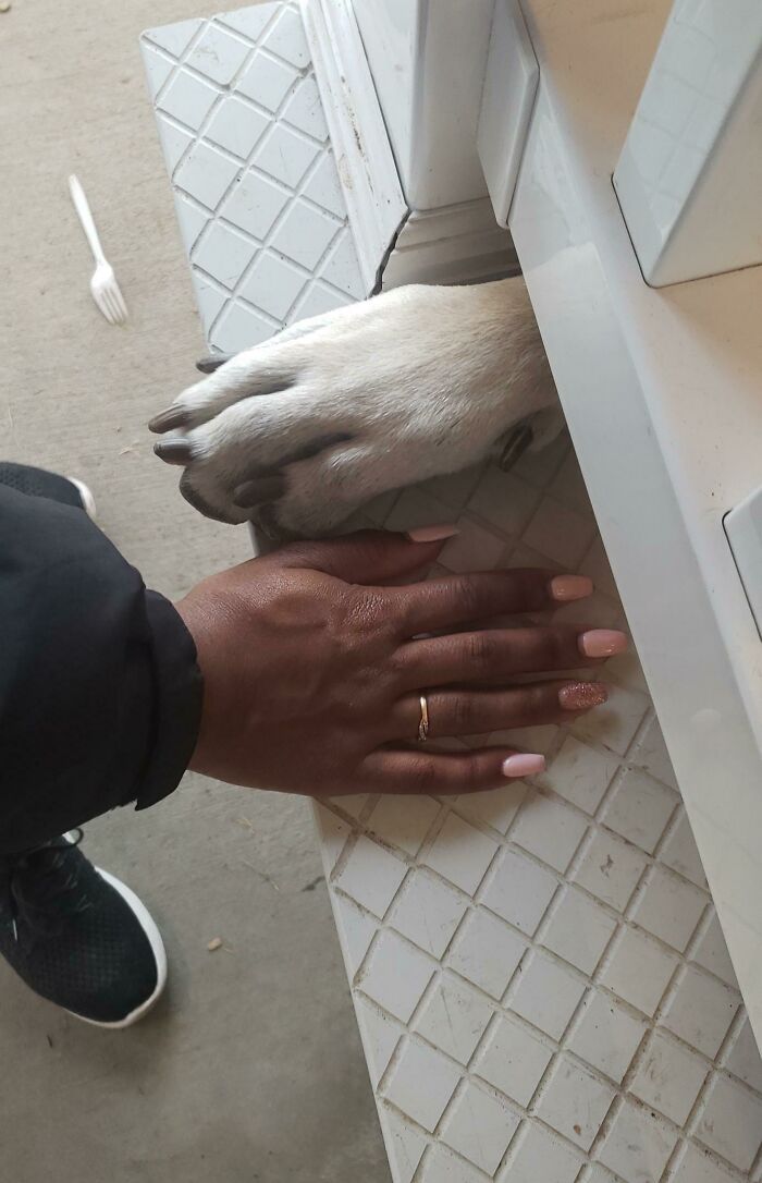 My Girlfriends Hand Next To A Great Danes Paw