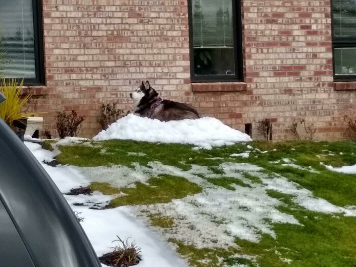 Siberian Husky Enjoying Snow Before It Melts