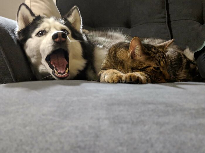 My Husky Finally Got To Cuddle The Cat Without Being Bit And She Couldn't Be More Surprised