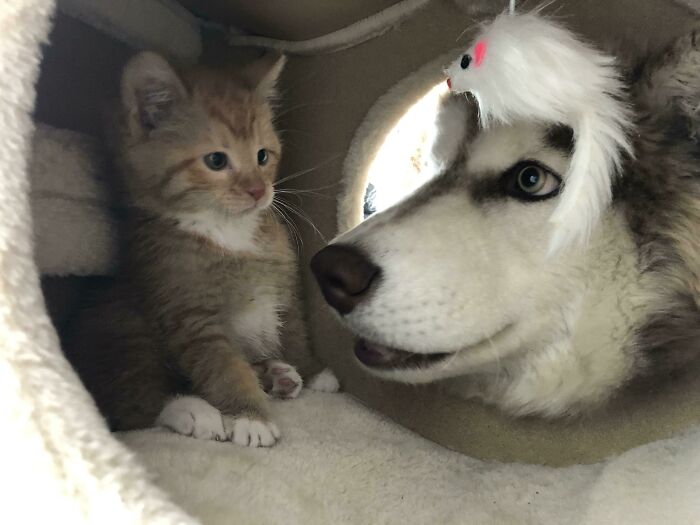 I’ve Never Seen My Husky As Happy As When He Gets To Say Hi To Our Kitty