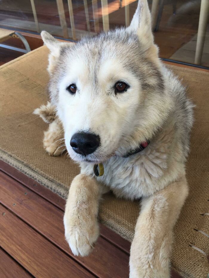 My Friend’s 11 Year Old Husky Looks Like She’s A Puppy