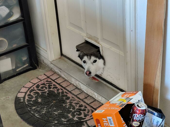 My Neighbor's Husky Likes To Use The Cat Door To See What's Going On In The Garage