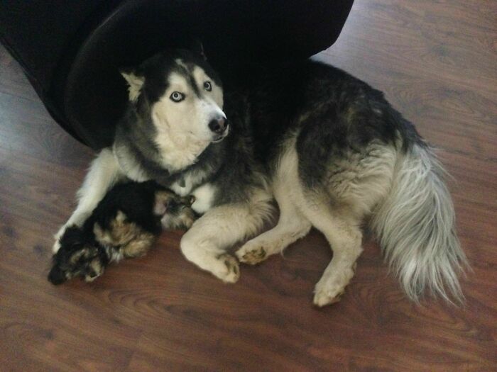 The Day My Husky Became An Over-Protective Single Dad To A Rescue Puppy