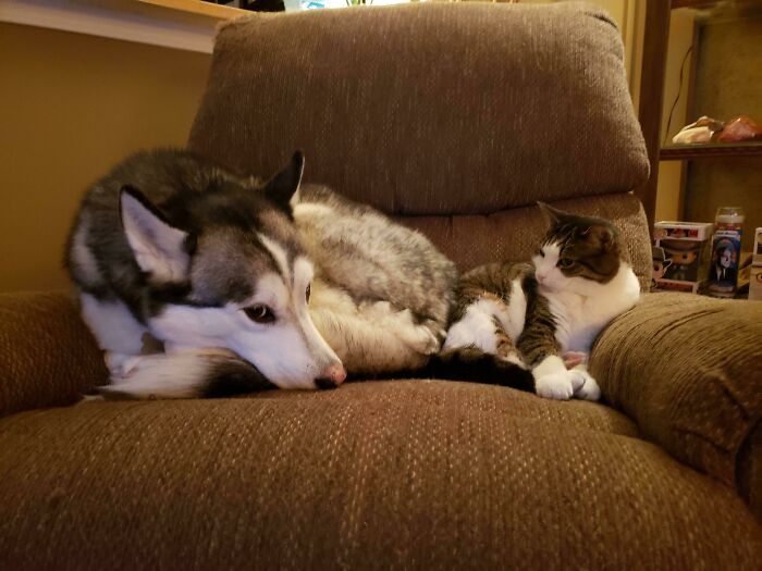 My Cat Hated My Husbands Husky Since I Moved In 5 Years Ago. 