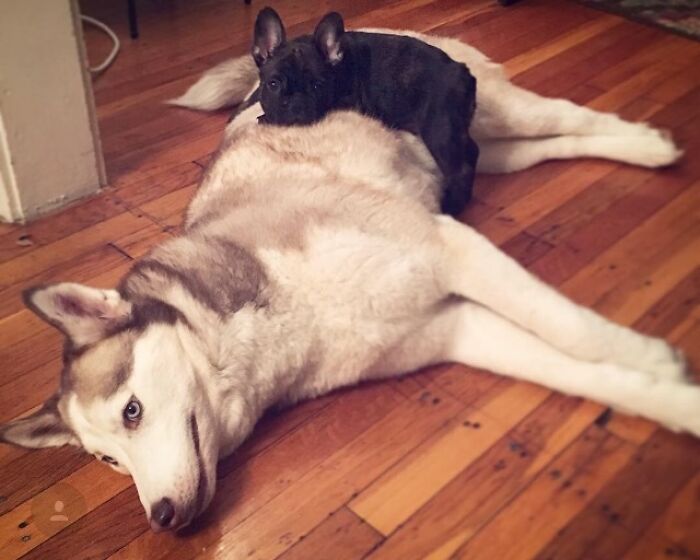 My Girlfriend Finally Got Her French Bulldog Puppy She Waited So Long For. He Designated My Husky As His New Bed