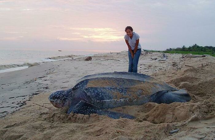 The Endangered Leatherback Sea Turtle, Largest Sea Turtle On Ear