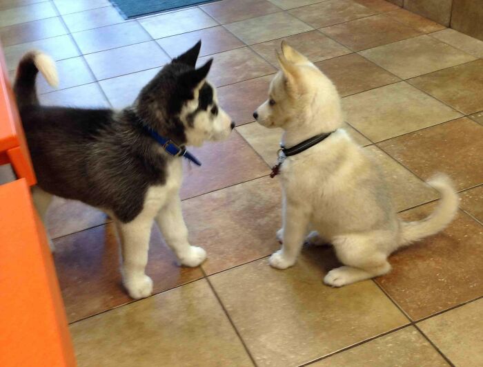 Two Husky Puppies Meeting At The Vet