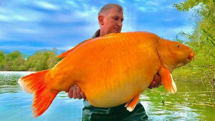British Angler Catches Orange Carp Nicknamed 'The Carrot' On Fishing Trip To France