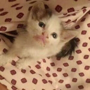 sylviaschutten avatar