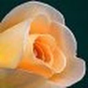 mackenzieharrison avatar