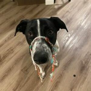 nickmaddox240 avatar