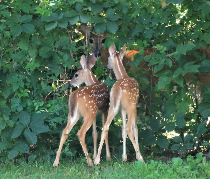 My Friend Took A Bunch Of Pics Of This Pair Of Fawns And Never Saw Their Mom Until He Looked Through Pictures Later