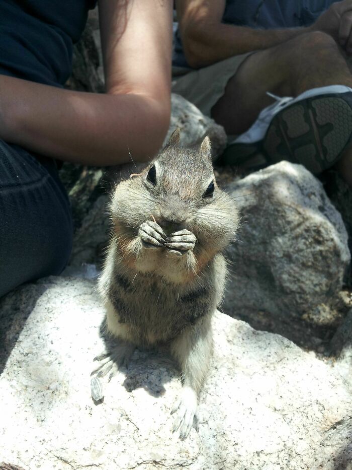 Another Little Guy From A Hike In Colorado