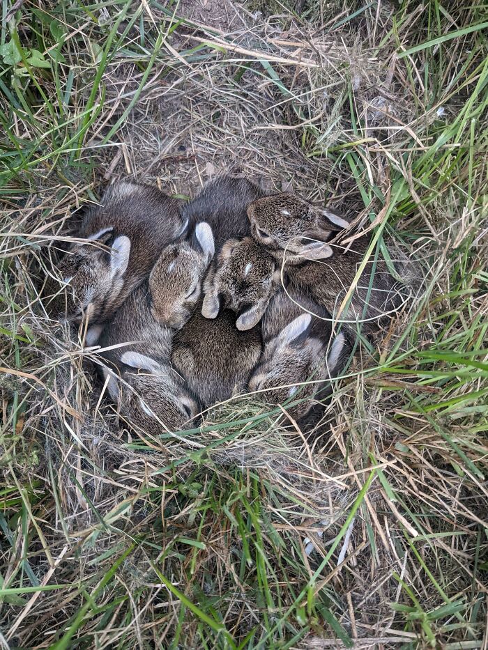 Baby Bunnies Found In The Backyard