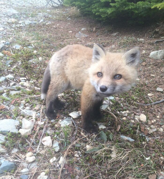 Met This Little Guy While Out On A Hike Today. He Was Very Interested In The Can Of Sprite I Had In My Hand