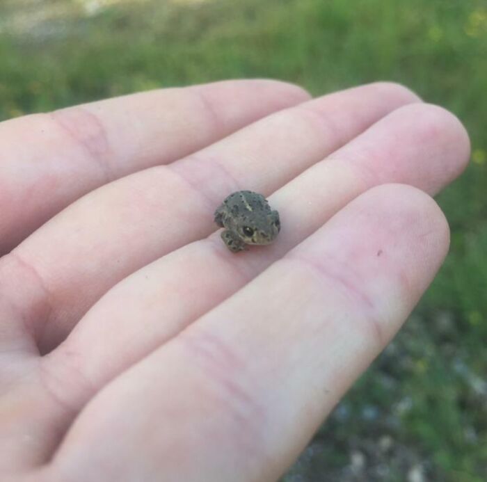 This Very Very Smol Frog I Found In The Woods. He Was Very Polite