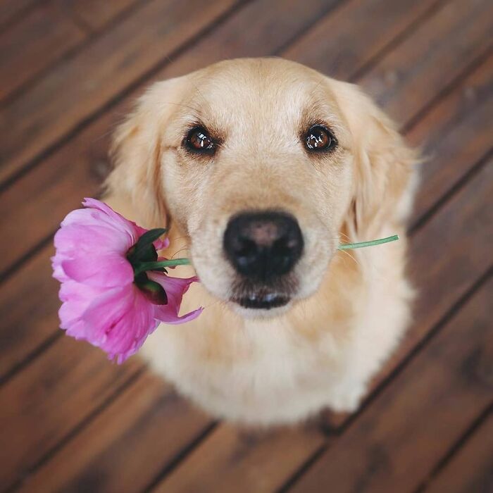 Me trajo una flor 
