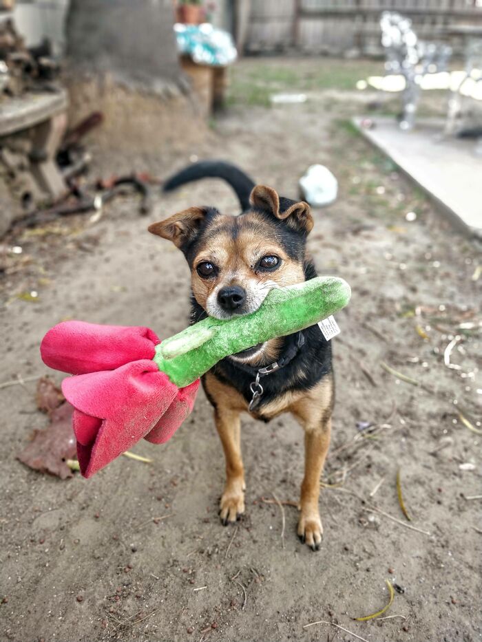 I Brought You This Because I Love You, And Also I Would Like You To Throw