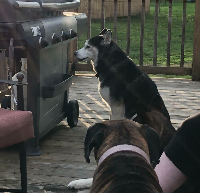 My Husky Is Going Blind And Likes To Stair Off The Deck. She Didn’t Realize We Put The Grill Back