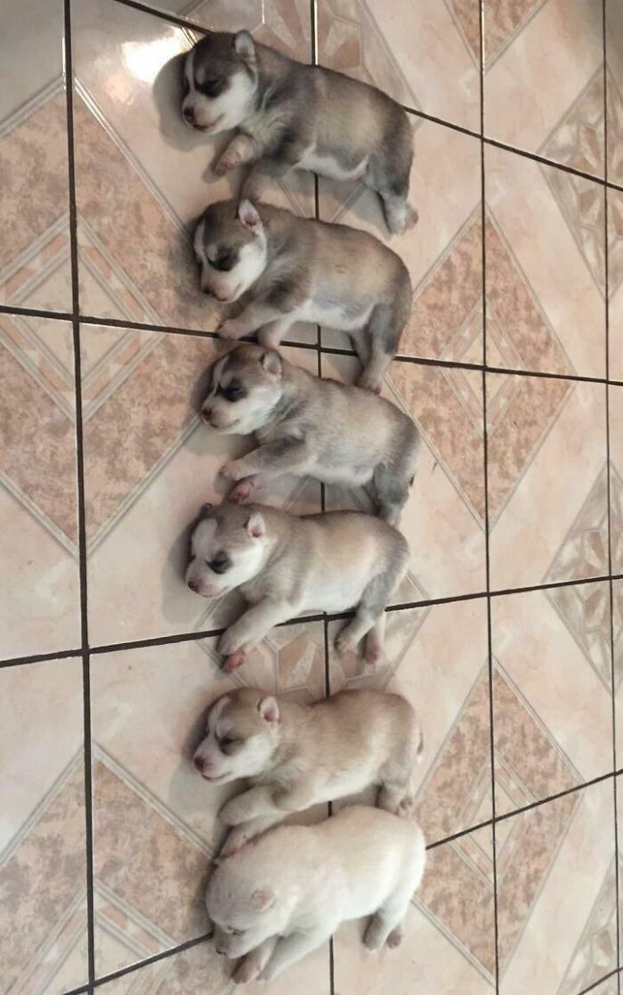 My Sister's Husky Ran Out Of Ink While Giving Birth