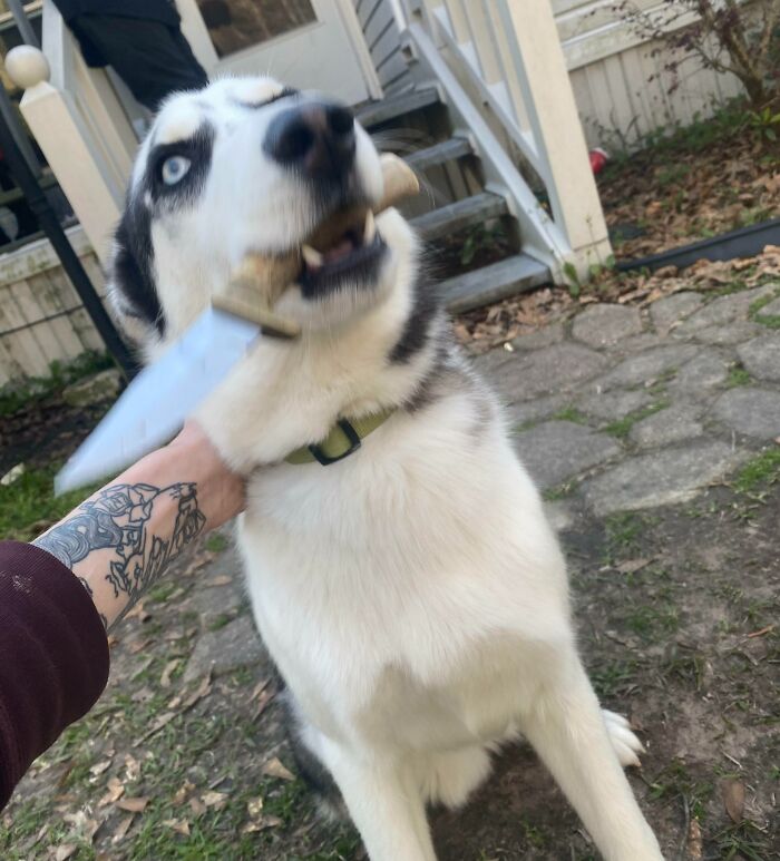 Timber Found This Buck Antler Knife In The Woods And Was Being Way Sketchy About Giving It Up