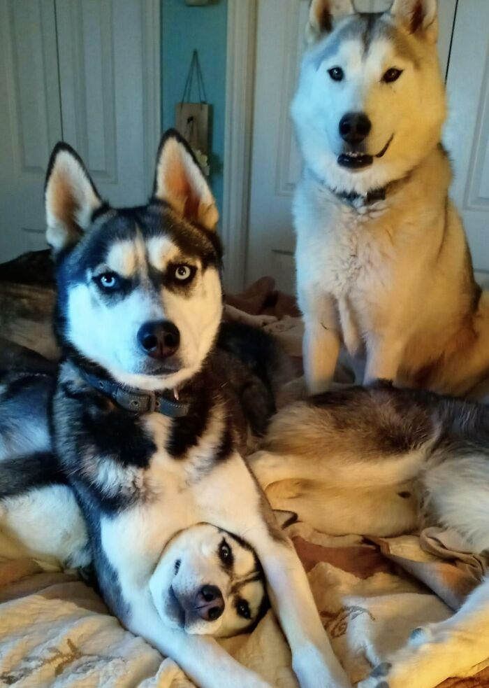 This Is What Living With A Pack Of Huskies Really Looks Like