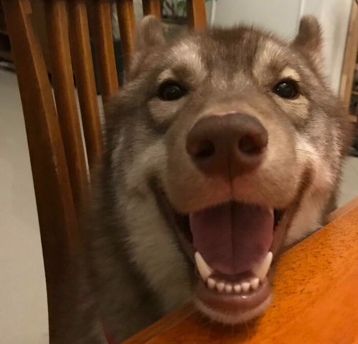 Guess Who Ate An Indoor Plant And Puked Right In The Path Of The Roomba?