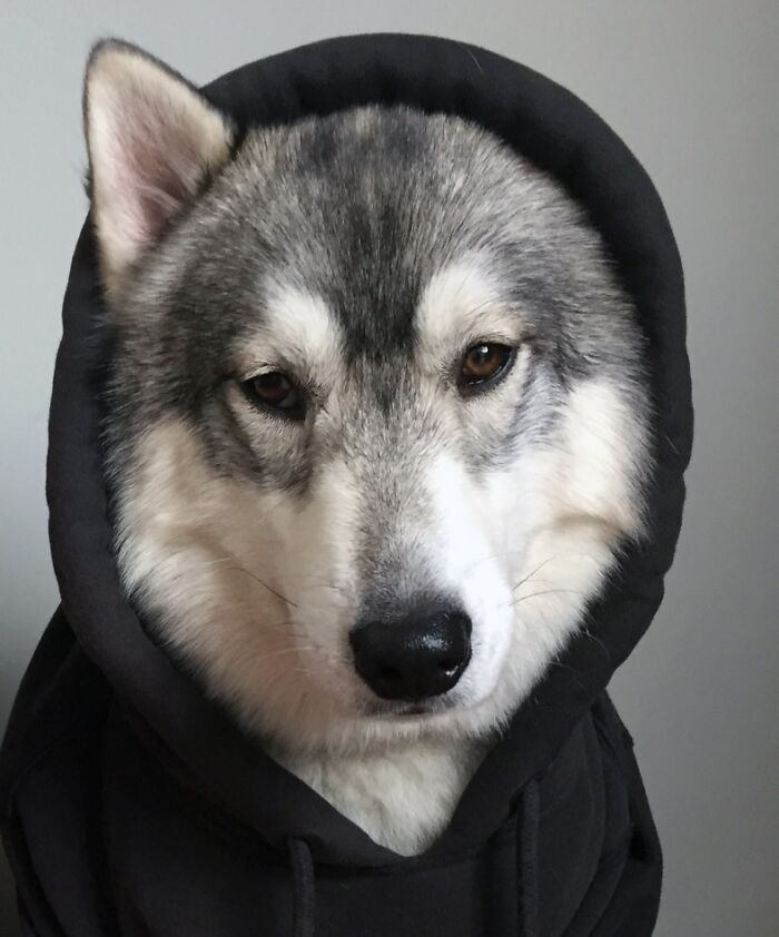 My Handsome Boy Whines Until I Put His Hoodie On Him