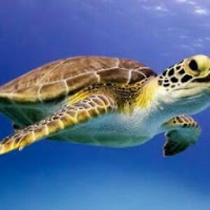 turtleshell8024 avatar