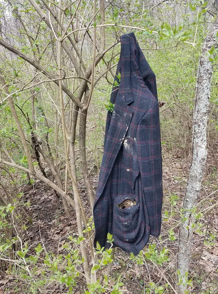 Un viejo saco colgado en el bosque con un nido de pájaros en el bolsillo