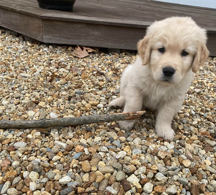 Charlie Brought Me His First Stick, What An Incredible Gift