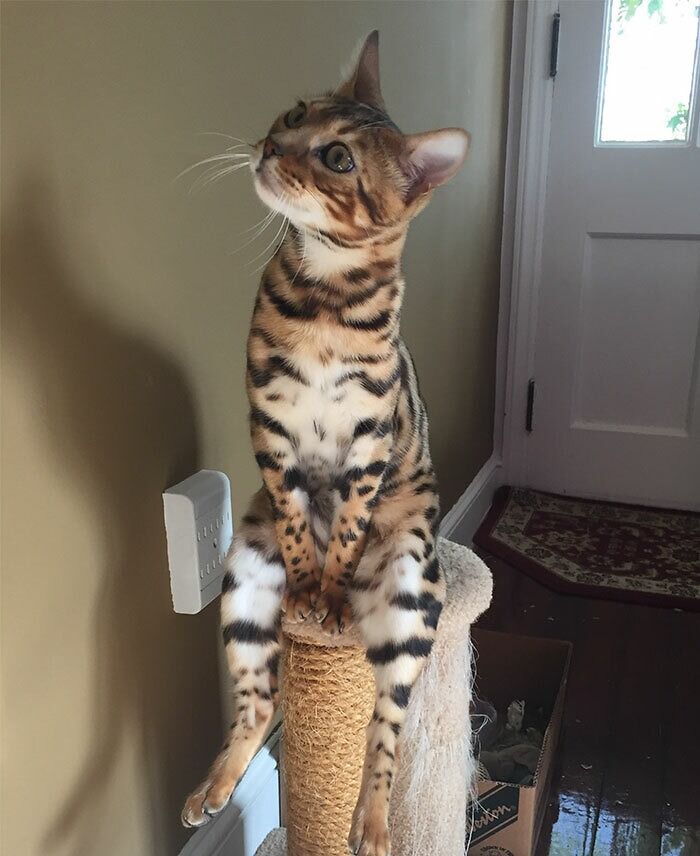 Sitting Bengal Cat