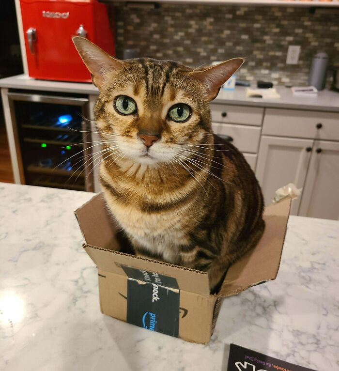 Yes Human, I Fits So I Sits, Stop Taking My Picture