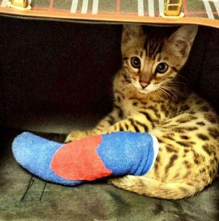 My Friend's Baby Bengal Kitten Broke Her Leg