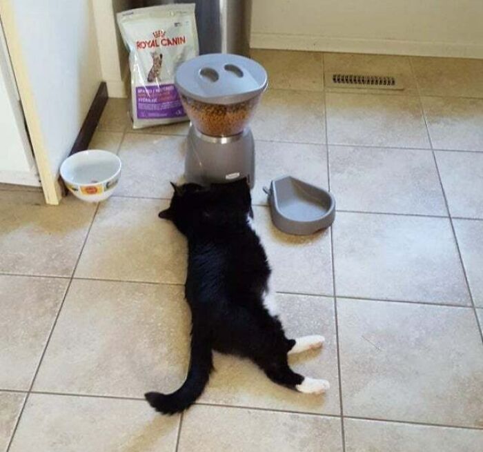 Recently Put Our Cat On A Diet. We Set Him Up With An Automatic Feeder... He's Not A Fan