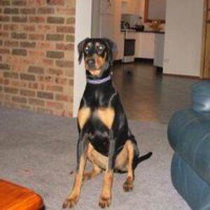 danwell_finno avatar