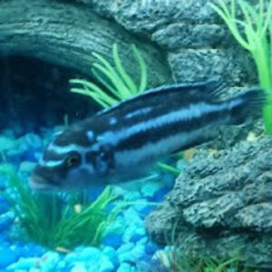 michaelratcliffe avatar