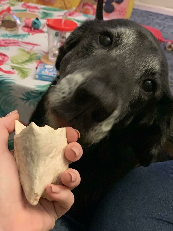 Had A Bummer Of A Valentine’s Day. This Good Boy Brought Me His Bone And Put It In My Lap. Beats Flowers