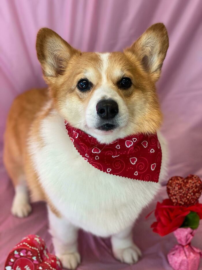 The Groomer Sent Me Valentine's Day Photo Of My Little Man