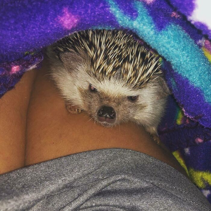 Comfy Hog. Do Not Disturb The Princess Pricklebum