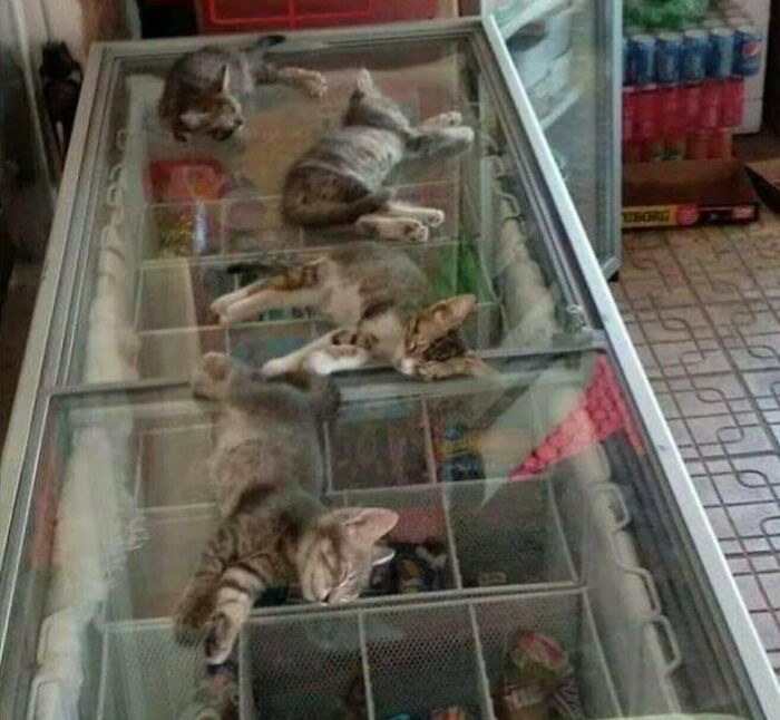 Cats Suffered From The Heat 
