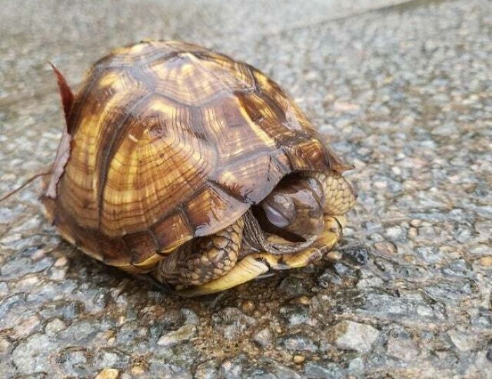 Can Somebody Id This Turtle? Found This Critter Boxed Up On My Driveway